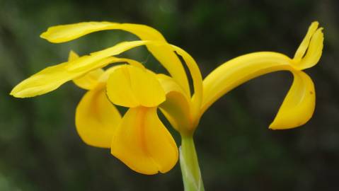 Fotografia da espécie Iris xiphium