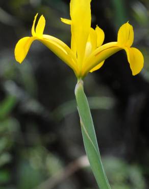 Fotografia 34 da espécie Iris xiphium no Jardim Botânico UTAD