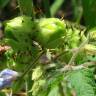 Fotografia 15 da espécie Solanum sisymbriifolium do Jardim Botânico UTAD