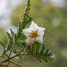 Fotografia 16 da espécie Solanum sisymbriifolium do Jardim Botânico UTAD