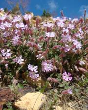 Fotografia da espécie Silene foetida