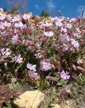 Fotografia 1 da espécie Silene foetida subesp. gayana no Jardim Botânico UTAD