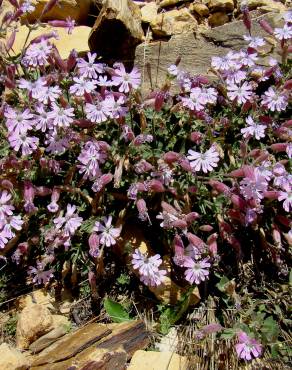 Fotografia 4 da espécie Silene foetida subesp. gayana no Jardim Botânico UTAD