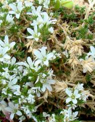 Arenaria erinacea