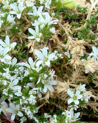 Fotografia de capa Arenaria erinacea - do Jardim Botânico