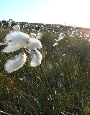 Fotografia 19 da espécie Eriophorum angustifolium no Jardim Botânico UTAD