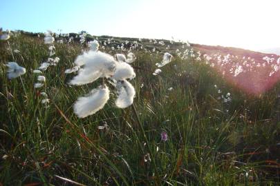 Fotografia da espécie Eriophorum angustifolium