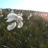 Fotografia 19 da espécie Eriophorum angustifolium do Jardim Botânico UTAD