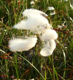 Fotografia da espécie Eriophorum angustifolium