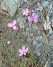 Fotografia da espécie Dianthus laricifolius