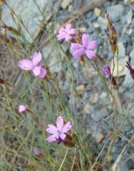 Dianthus laricifolius subesp. merinoi