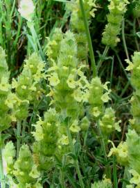 Fotografia da espécie Sideritis hyssopifolia