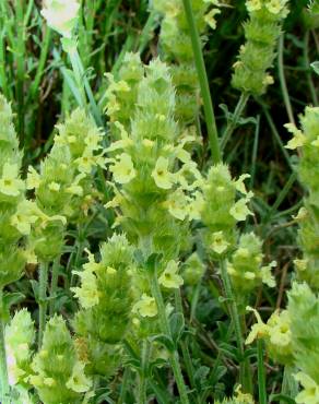 Fotografia 5 da espécie Sideritis hyssopifolia no Jardim Botânico UTAD