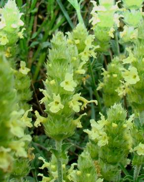 Fotografia 6 da espécie Sideritis hyssopifolia no Jardim Botânico UTAD