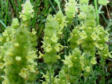 Fotografia da espécie Sideritis hyssopifolia