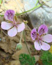 Fotografia da espécie Erodium carvifolium