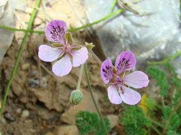 Fotografia da espécie Erodium carvifolium