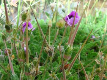 Fotografia da espécie Erodium carvifolium