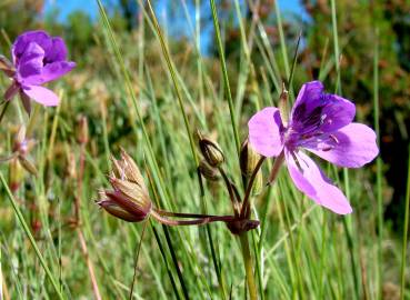 Fotografia da espécie Erodium carvifolium