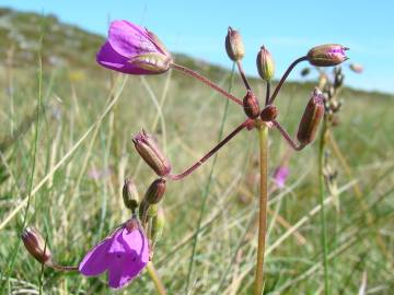 Fotografia da espécie Erodium carvifolium