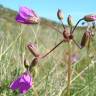 Fotografia 5 da espécie Erodium carvifolium do Jardim Botânico UTAD