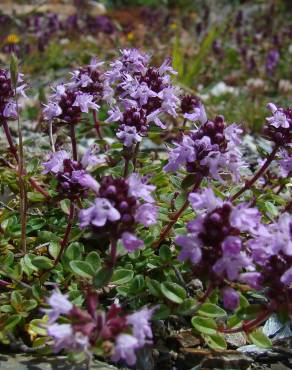 Fotografia 13 da espécie Thymus pulegioides no Jardim Botânico UTAD