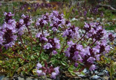 Fotografia da espécie Thymus pulegioides