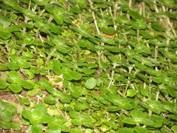 Fotografia da espécie Chrysosplenium oppositifolium