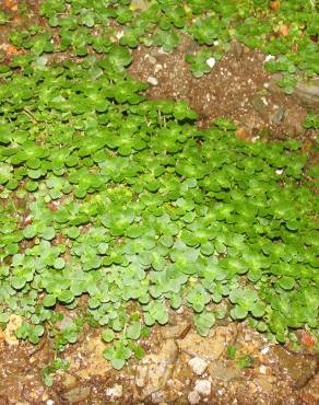 Fotografia 14 da espécie Chrysosplenium oppositifolium no Jardim Botânico UTAD