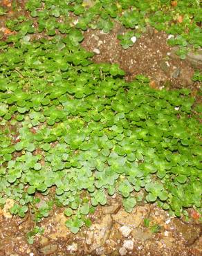 Fotografia 14 da espécie Chrysosplenium oppositifolium no Jardim Botânico UTAD