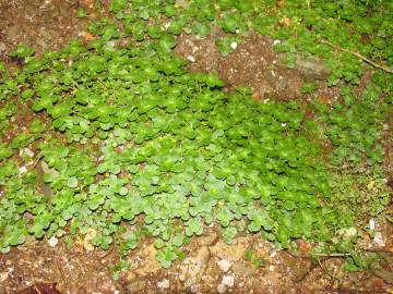 Fotografia da espécie Chrysosplenium oppositifolium