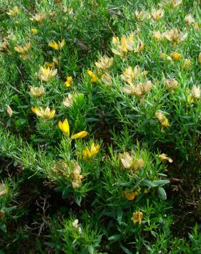 Fotografia 2 da espécie Genista hispanica subesp. occidentalis no Jardim Botânico UTAD