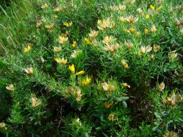 Fotografia da espécie Genista hispanica subesp. occidentalis