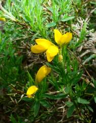 Genista hispanica subesp. occidentalis