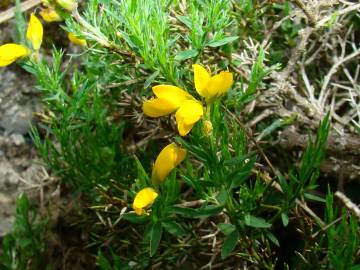 Fotografia da espécie Genista hispanica subesp. occidentalis