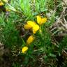 Fotografia 1 da espécie Genista hispanica subesp. occidentalis do Jardim Botânico UTAD