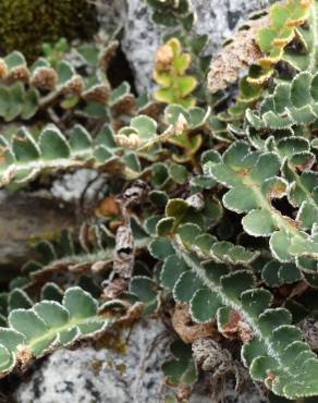 Fotografia 12 da espécie Asplenium ceterach no Jardim Botânico UTAD