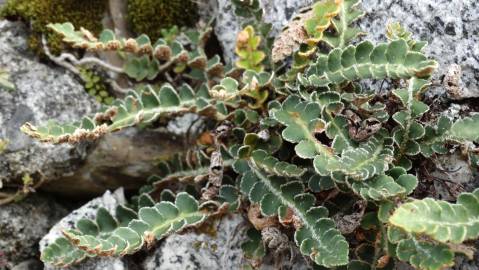 Fotografia da espécie Asplenium ceterach