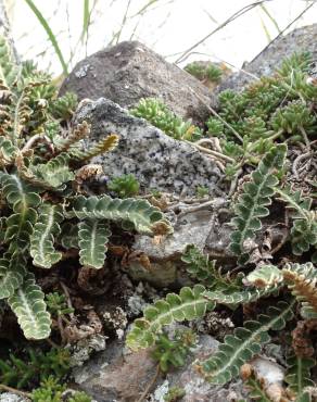 Fotografia 13 da espécie Asplenium ceterach no Jardim Botânico UTAD