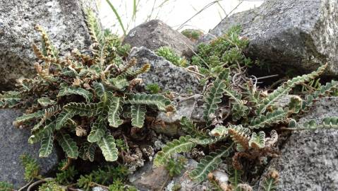 Fotografia da espécie Asplenium ceterach