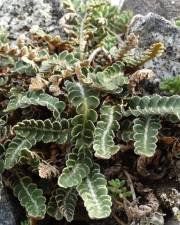 Fotografia da espécie Asplenium ceterach