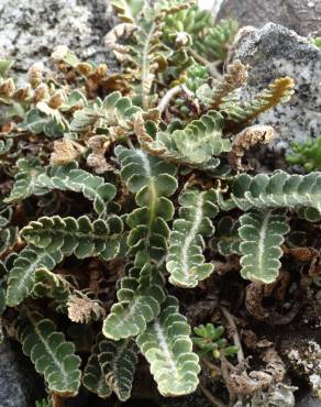 Fotografia 1 da espécie Asplenium ceterach no Jardim Botânico UTAD