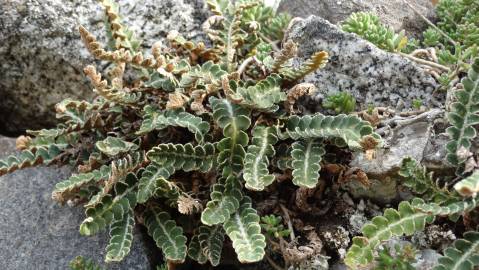 Fotografia da espécie Asplenium ceterach