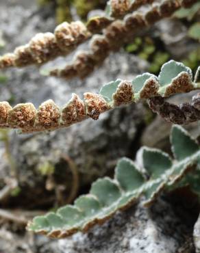 Fotografia 14 da espécie Asplenium ceterach no Jardim Botânico UTAD