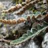 Fotografia 14 da espécie Asplenium ceterach do Jardim Botânico UTAD