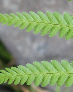 Fotografia 10 da espécie Dryopteris affinis subesp. borreri var. borreri no Jardim Botânico UTAD