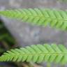 Fotografia 10 da espécie Dryopteris affinis subesp. borreri var. borreri do Jardim Botânico UTAD