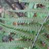 Fotografia 11 da espécie Dryopteris affinis subesp. borreri var. borreri do Jardim Botânico UTAD