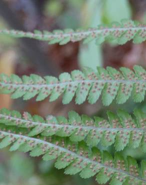 Fotografia 12 da espécie Dryopteris affinis subesp. borreri var. borreri no Jardim Botânico UTAD