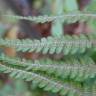 Fotografia 12 da espécie Dryopteris affinis subesp. borreri var. borreri do Jardim Botânico UTAD